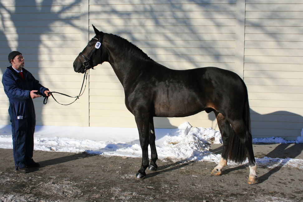 hingstekaaring-2011-076.jpg